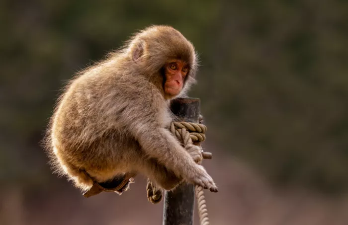 W, Joanna: Kung Fu Baby Macaco delle nevi