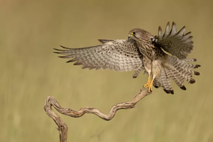 levi, nissim: Falco