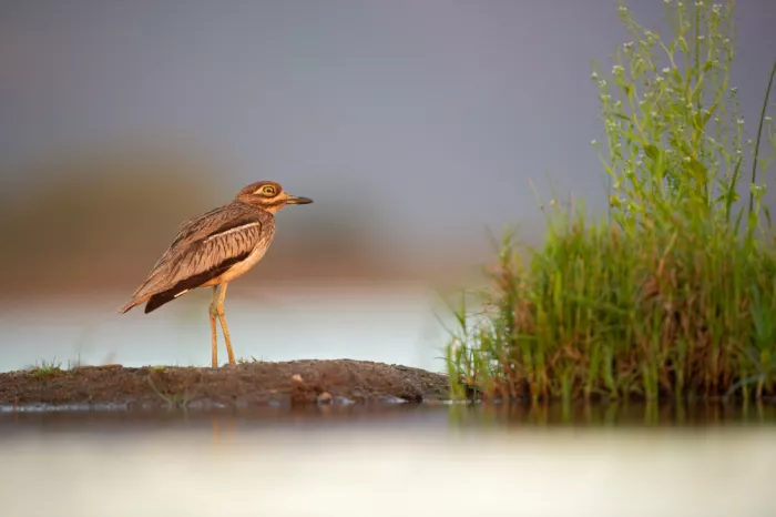 Pozzi, Marco: Vogel bei Sonnenuntergang