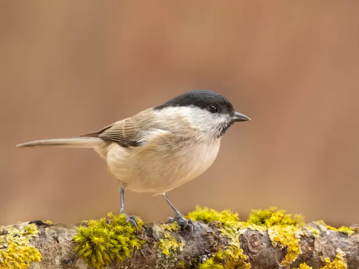 Keizer, Annie: Immer wachsam, dieser kleine Vogel