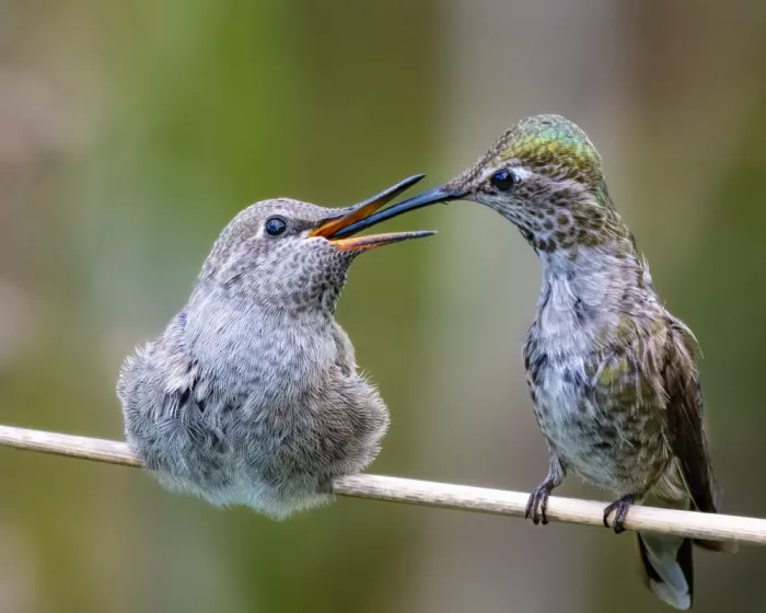 Lipinghu: Kolibrimutter füttert Jungvogel
