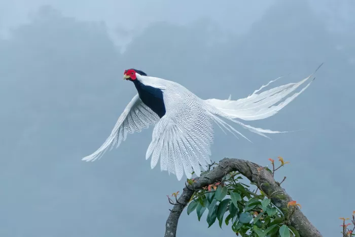 Qin, Feng: Lesní víla