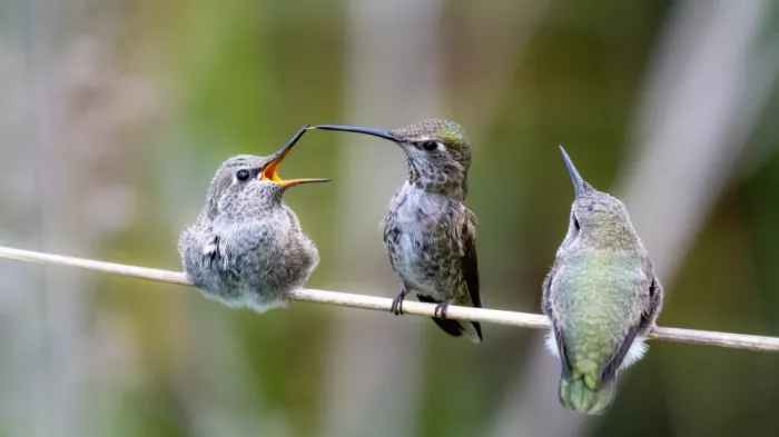 Lipinghu: Mutter-Kolibri und ihre zwei Jungen