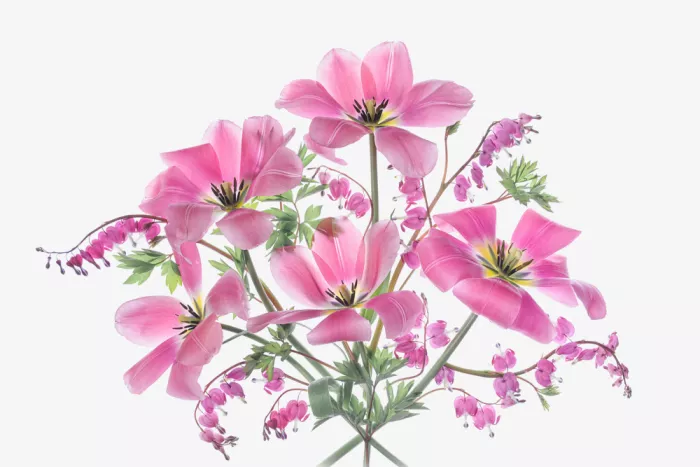 Jacobs, Lydia: Frühlingszauber in Rosa