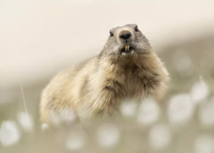Barisone, Marco: La Marmotta e i fiori