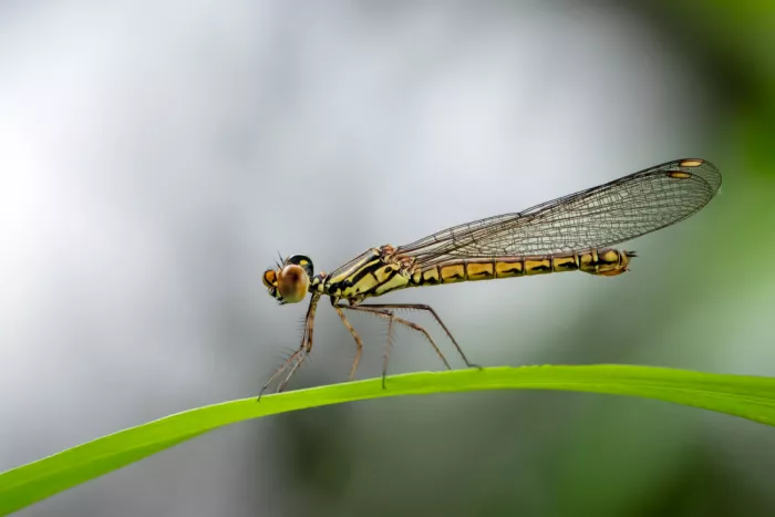 Maududdin, Fauzan: Libellula