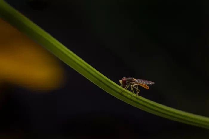 Zhang, Xiaohong: Mosca in volo