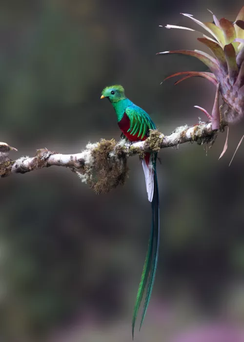 Zhang, Dennis: Quetzal Splendente