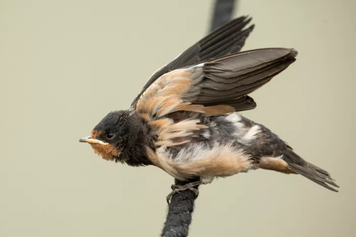 Keizer, Annie: Eine junge Schwalbe: bereit zum Flug.