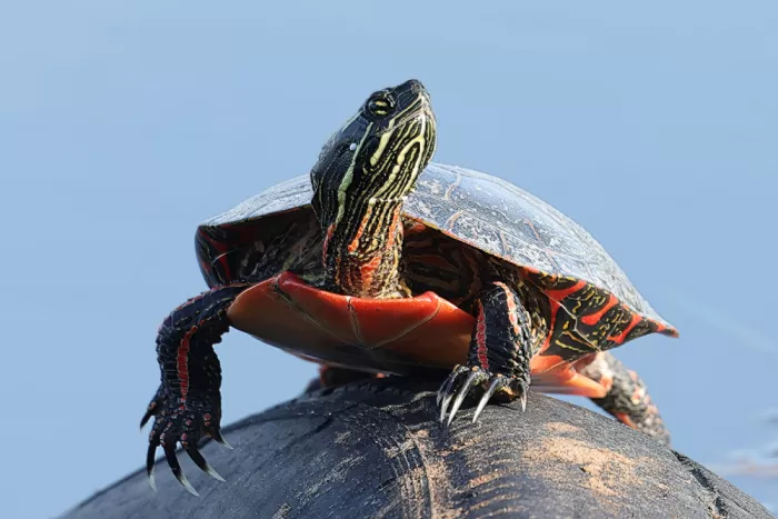Matt: Dosenschildkröte auf einem Reifen