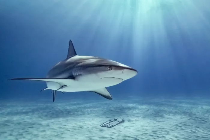 Melesan, Serge: Squalo della barriera corallina delle Bahamas