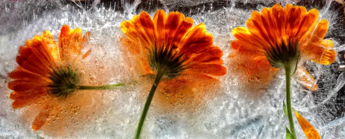 Losada, Secundino: Calendula congelata
