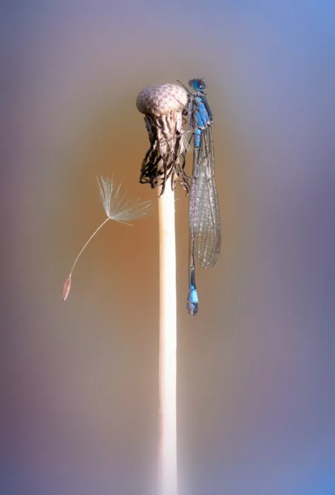 Daminelli, Fabrizio: Ischnura elegans