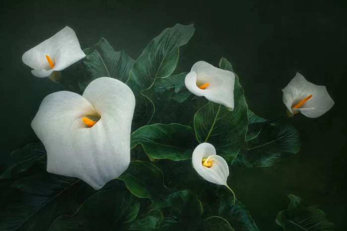 Wang, Catherine: Calla Lily