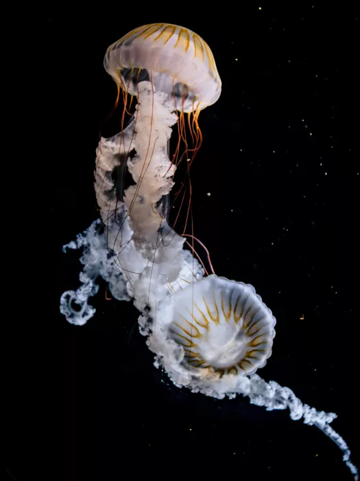 Aliace/uesan: Due Meduse Orticanti