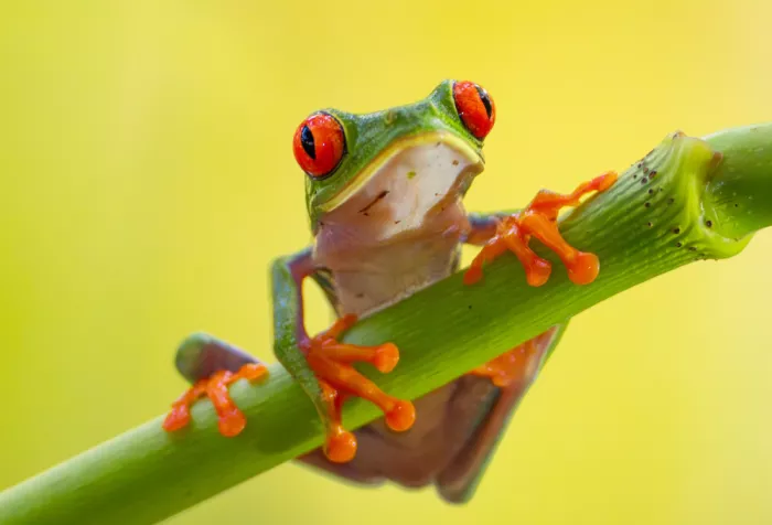 He, Mike: Rana arboricola dagli occhi rossi