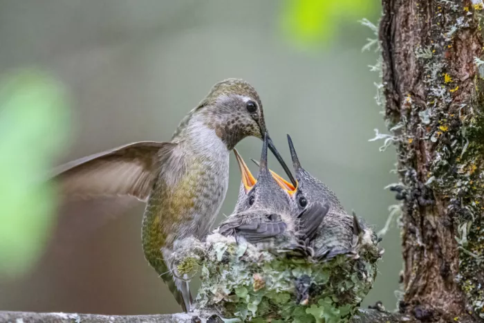 Lipinghu: Schöne Pose der Mutterkololibri füttert ihr Baby