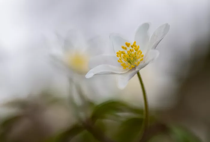 Barboni, Sergio: Anemoni