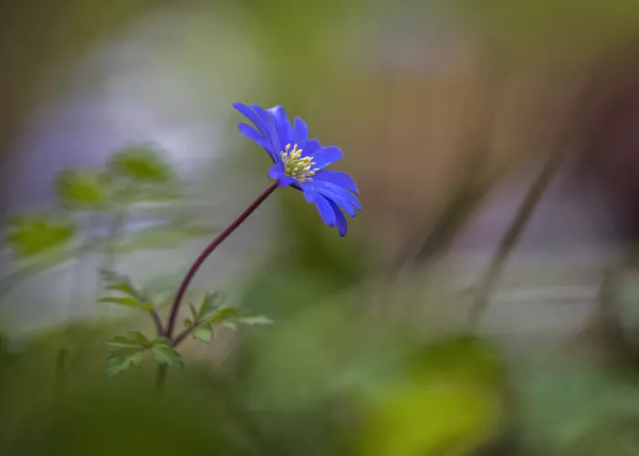 Barboni, Sergio: Anemone blu