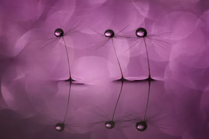 Xu, Xiaoyuan: Cuentas de Cristal Rosa