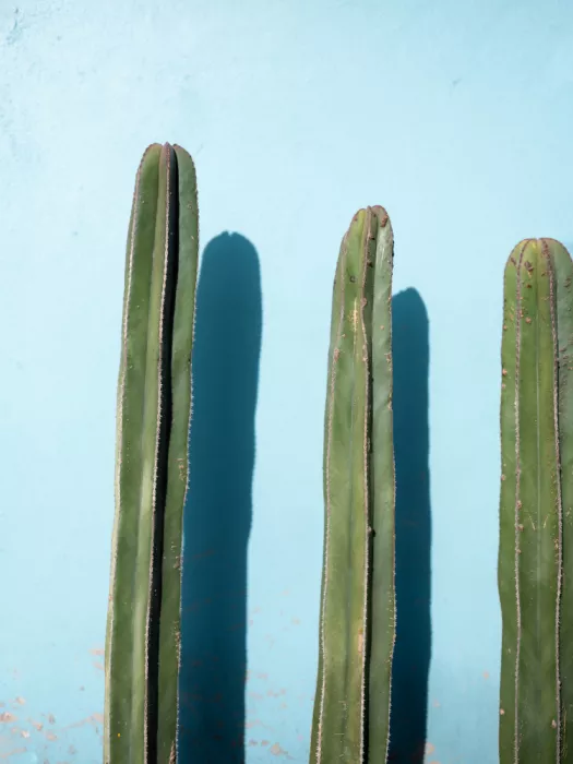 Zwart, Raisa: Cactus sur bleu clair | Oaxaca Mexico