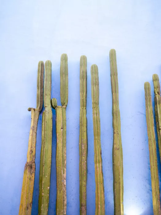 Zwart, Raisa: Grand Cactus sur Bleu | Oaxaca Mexique Voyage