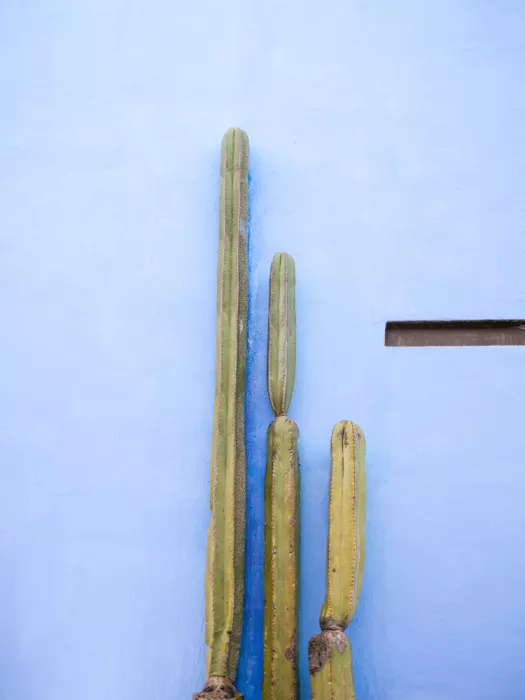 Zwart, Raisa: Grands cactus sur fond bleu | Oaxaca Mexique