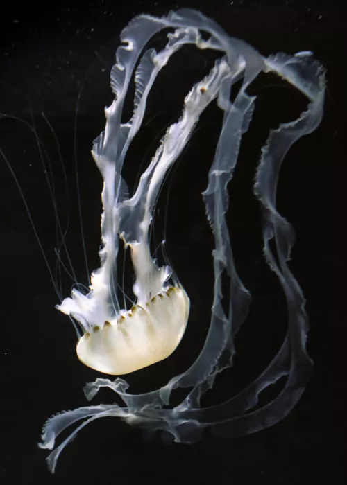 hiro: Danza de medusas