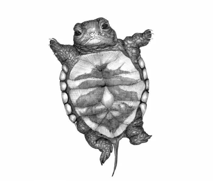 Mazur, EC: Petite Tortue Grande