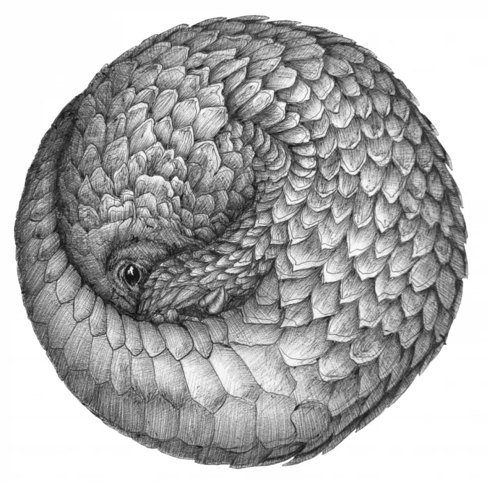 Mazur, EC: Boule Pangolin Originale