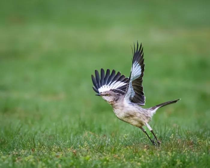 Cai, Xiao: Northern Mockingbird
