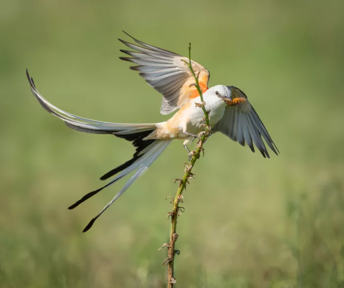 Li, Alex: Scheren-Typvogel mit Schmetterling