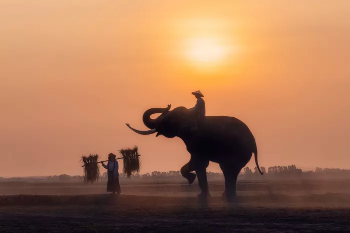 P, Nantapon: Elefante 2