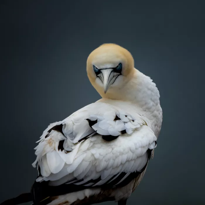 Eisenmann, Ulrike: Young gannet trying to understand the world
