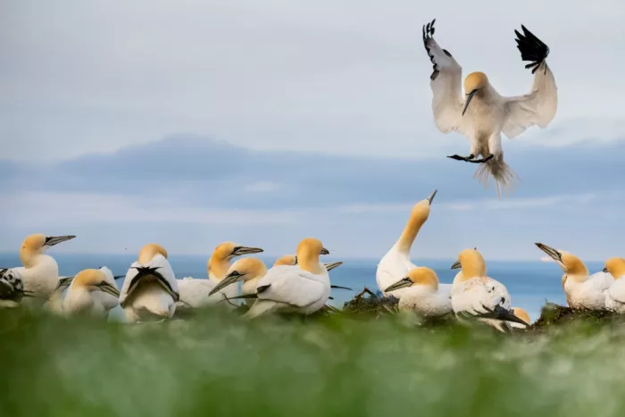 Eisenmann, Ulrike: Breeding Gannets on the island of Helgoland