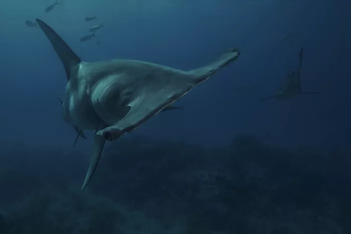 Melesan, Serge: Volto di pesce martello