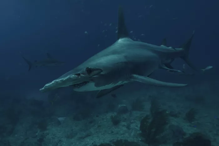 Melesan, Serge: Squalo martello nelle profondità
