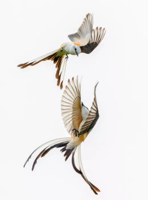 Li, Alex: Scheren-Fliegenschnäpper