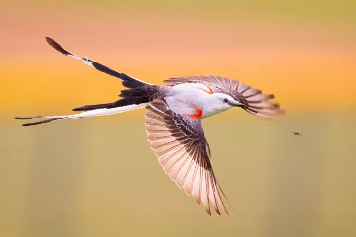 Zheng, Michael: Scheren-Fliegenschnäpper