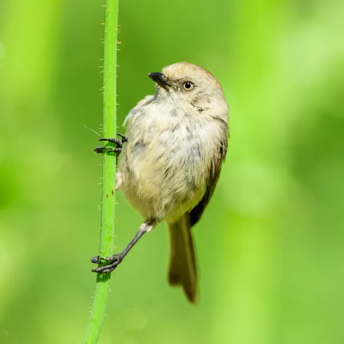 Wang, Moses: Bushtit