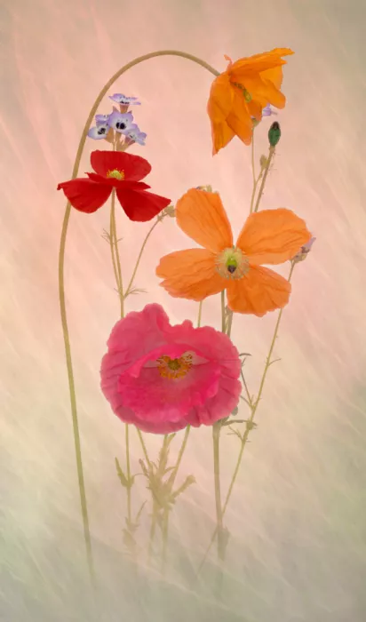 Urbanski, Richard: Été