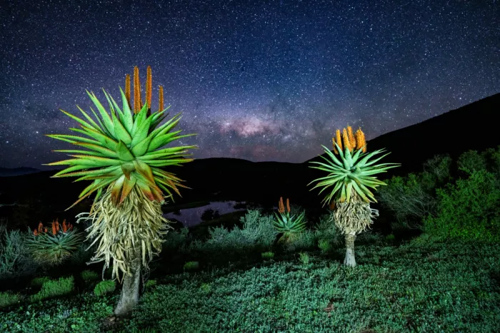 Steenkamp, Etienne: Aloe sotto le stelle