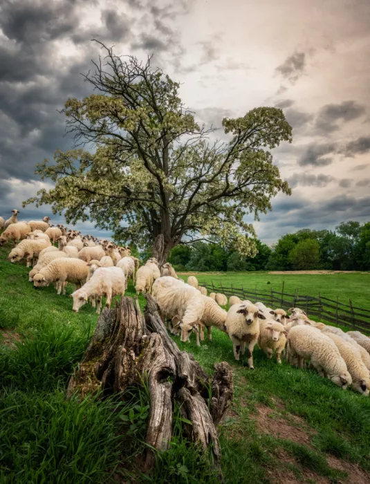 Šimic, Joško: On pasture