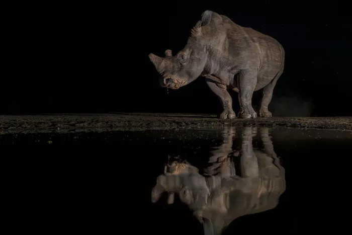 Zuo, Jun: Rinoceronte nella notte