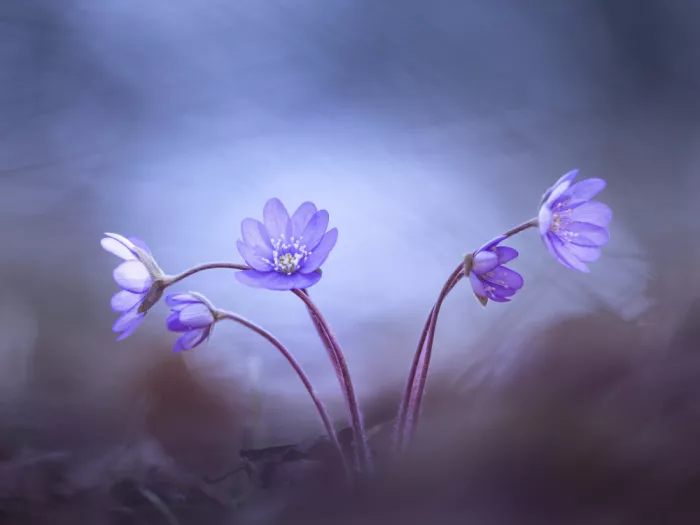 Dvorak, Petra: Blues Sisters