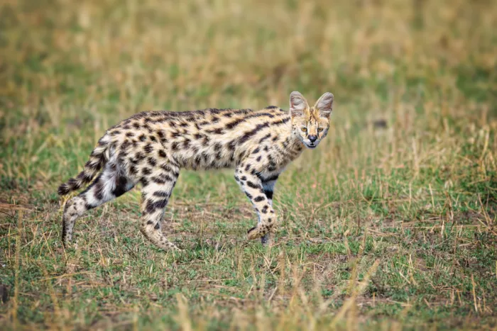 Sink, C. Jeffrey: Jagd auf Serval