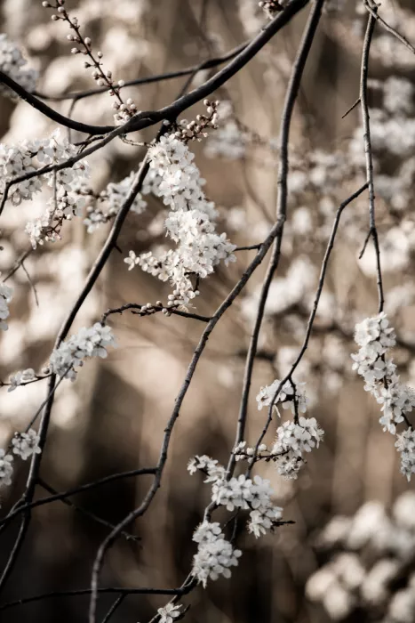 Böhmer, Mareike: Rami di primavera 1
