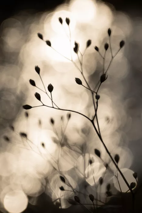 Böhmer, Mareike: Silhouette del sole 1