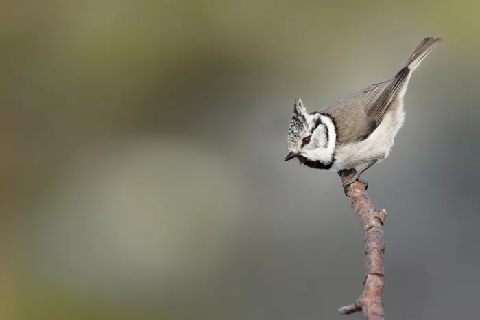 Hovde, Jørgen: crested tit