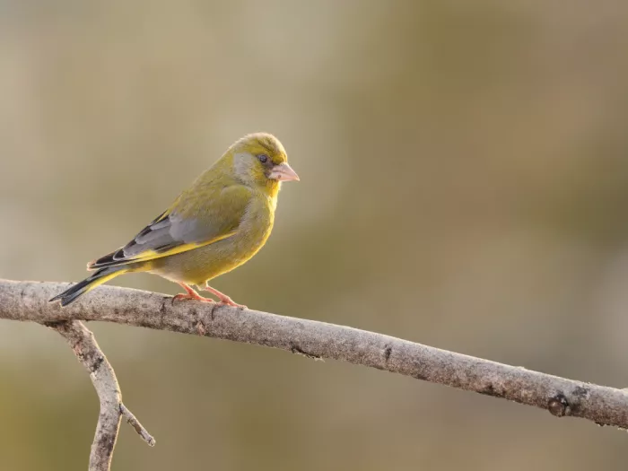 Hovde, Jørgen: Green finch